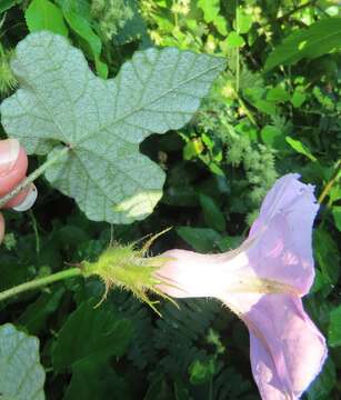 Слика од Ipomoea ficifolia Lindl.