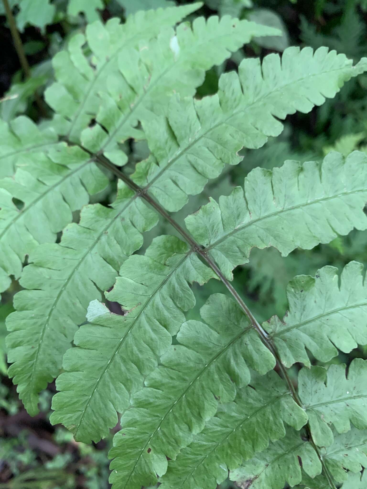 Image of Cornopteris opaca (D. Don) Tag.