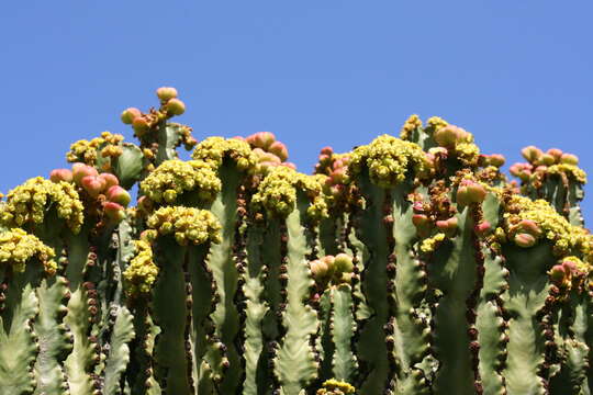 Image de Euphorbia abyssinica J. F. Gmel.