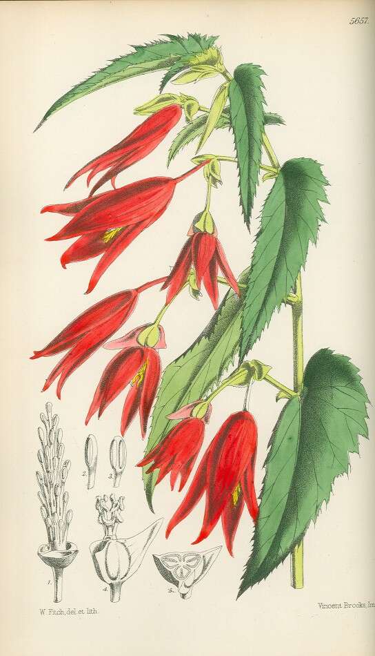 Слика од Begonia boliviensis A. DC.