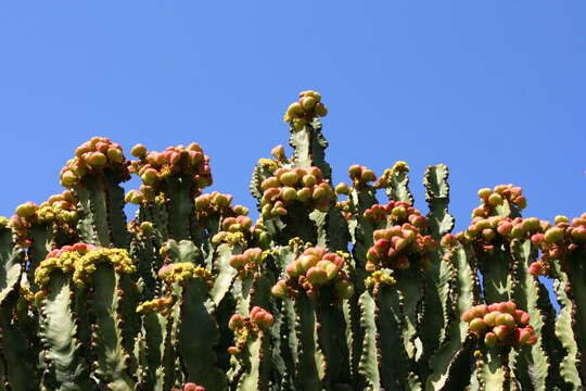 Image de Euphorbia abyssinica J. F. Gmel.