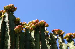 Image of Euphorbia abyssinica J. F. Gmel.