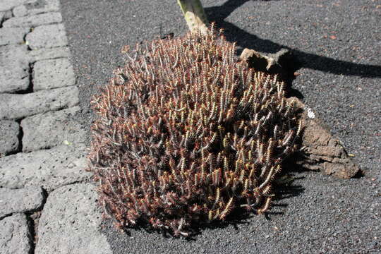 Imagem de Euphorbia aeruginosa Schweick.