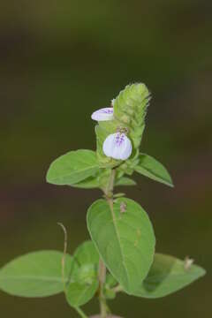 Image of Justicia glauca Rottl.