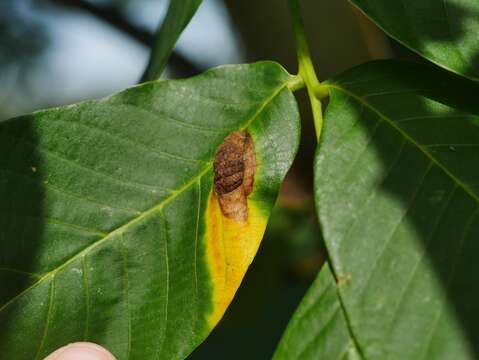Image of Walnut Blister Mite