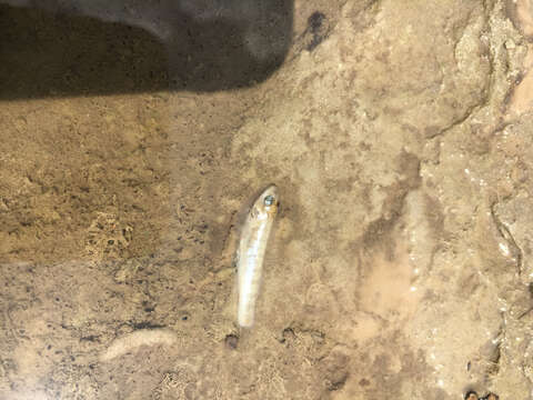 Image of Plains Killifish