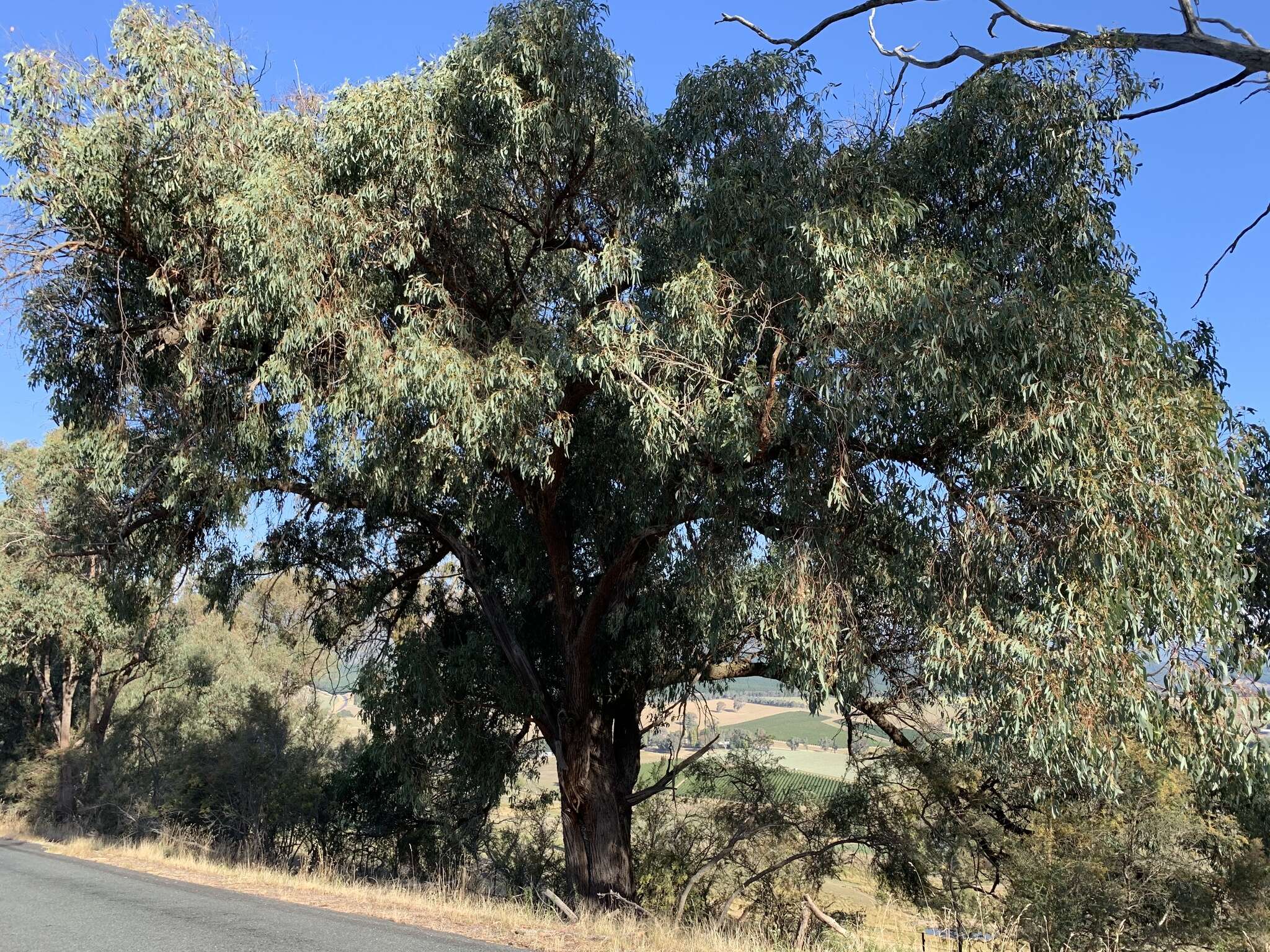 صورة Eucalyptus macrorhyncha F. Müll.