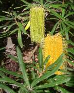 Image of Banksia seminuda (A. S. George) B. L. Rye