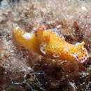 Image of Purple edged yellow spot slug