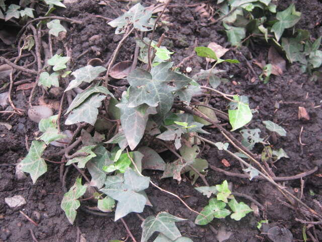 Image of English ivy