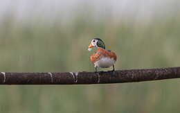 Image of African Pygmy Goose