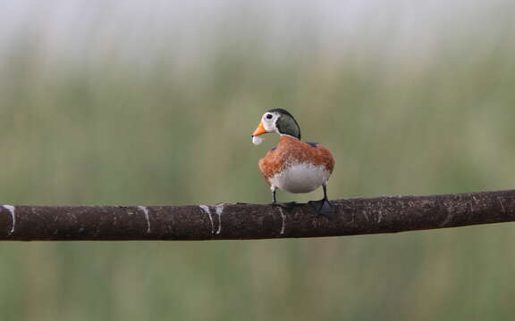 Image of African Pygmy Goose