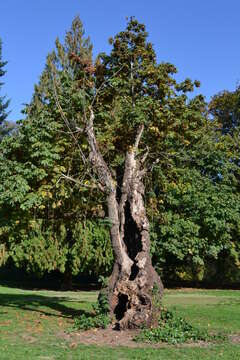 Image of bigleaf maple