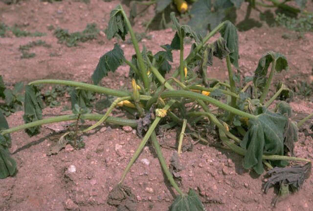 Image of Phytophthora capsici