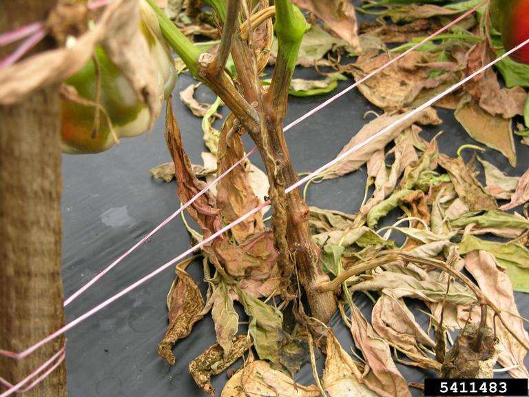 Image of Phytophthora capsici