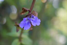 Image of Salvia nitida (M. Martens & Galeotti) Benth.