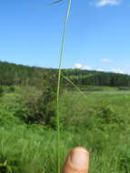 Image de Eragrostis volkensii Pilg.