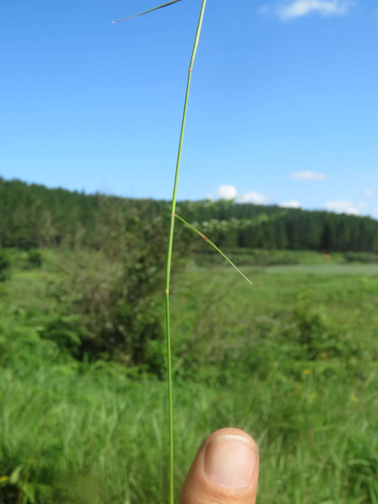 Image de Eragrostis volkensii Pilg.