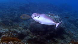 Image of Bulbnose Unicornfish