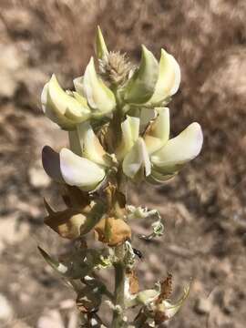 Image of sicklekeel lupine