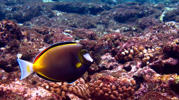 Image of Japan surgeonfish