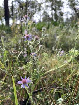 Image of Symphyotrichum plumosum (Small) Semple