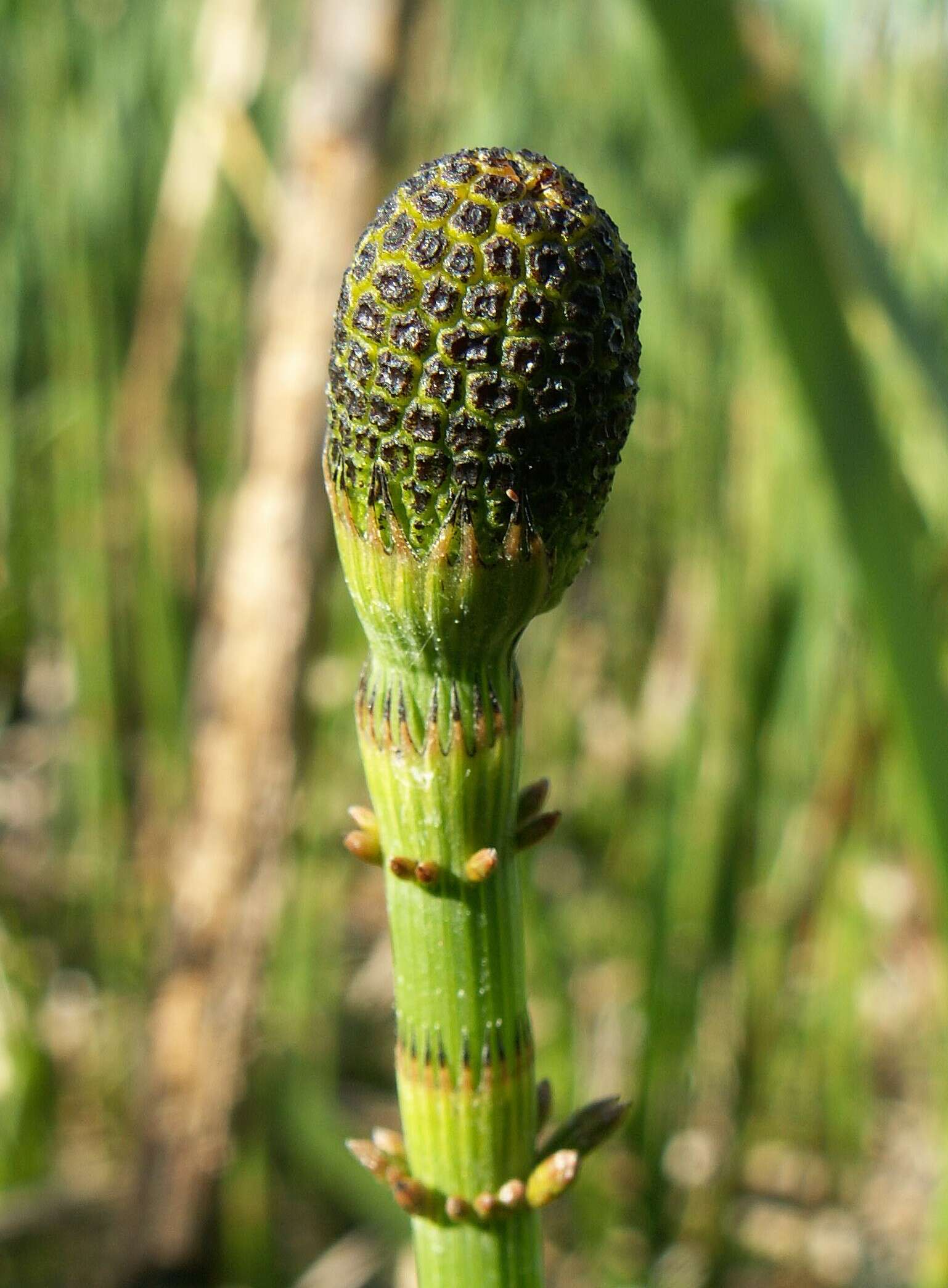 Image of Water Horsetail