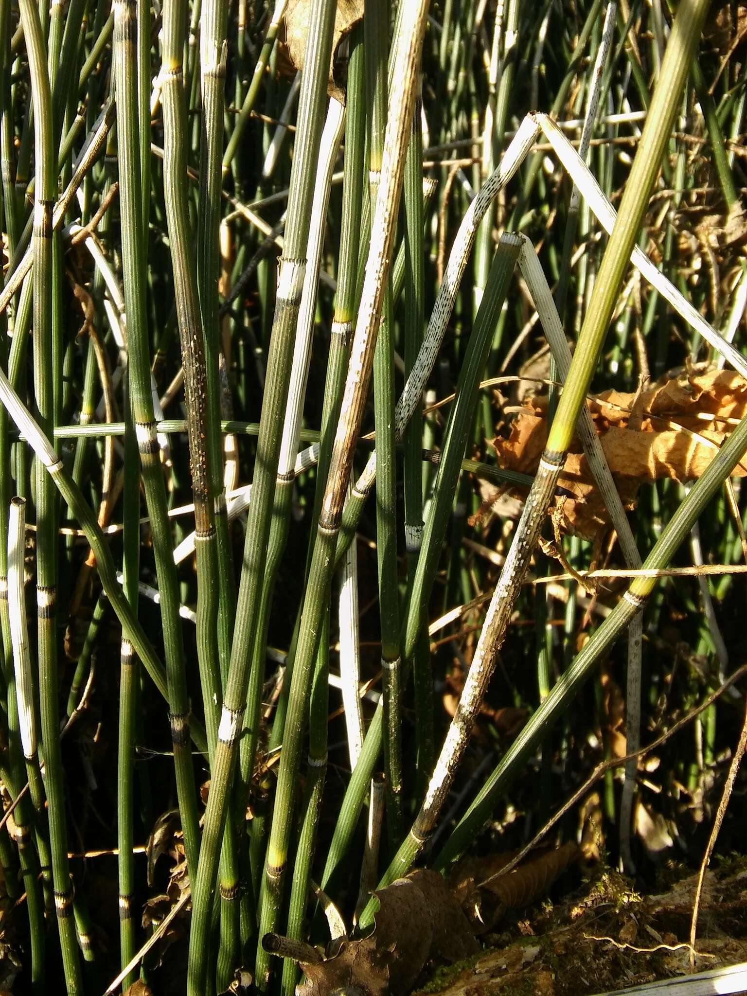 Image of Equisetum hyemale subsp. hyemale