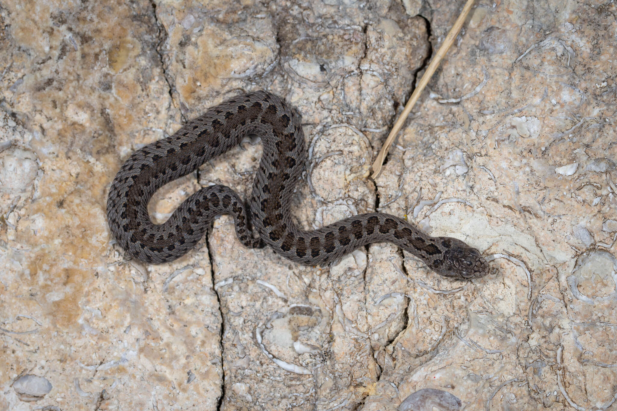 Image of Vipera ursinii ursinii (Bonaparte 1835)