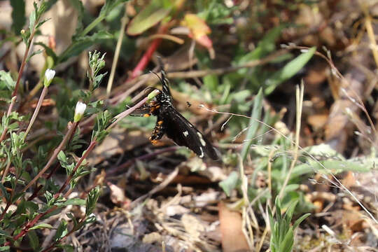 Imagem de Phalaenoides tristifica Hb. 1819