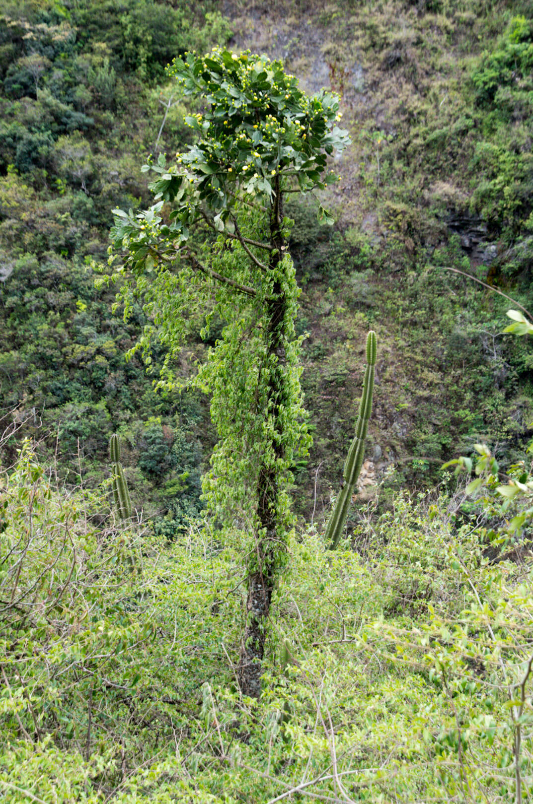 Image of Brazilian pricklypear