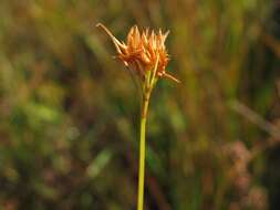 Plancia ëd Rhynchospora alba (L.) Vahl