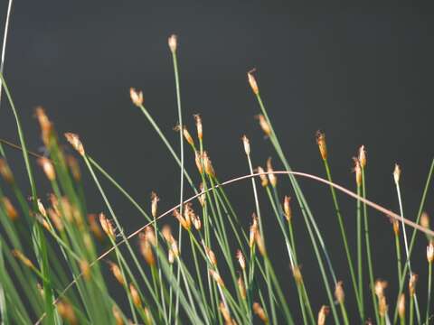 Image of Deergrass