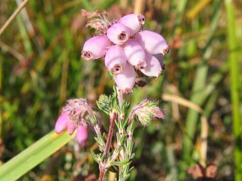 Image of Bog Heather