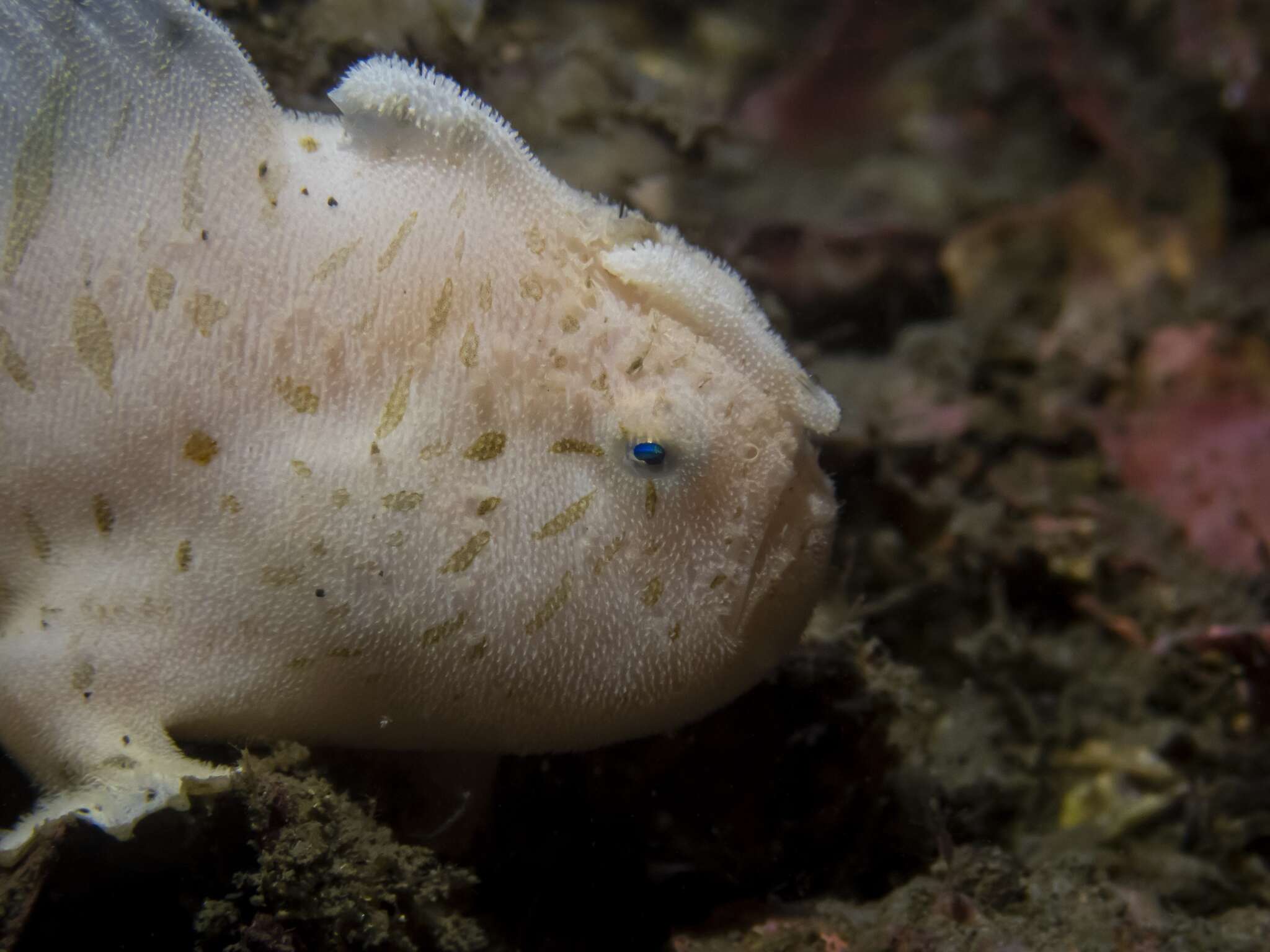 Слика од Antennarius striatus (Shaw 1794)