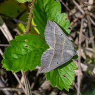 Sivun Scotopteryx mucronata Scopoli 1763 kuva