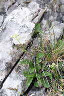 Image of Alpine Valerian