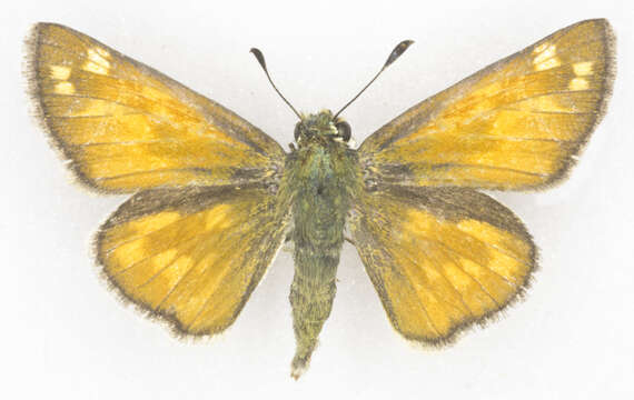 Image of Nevada Skipper