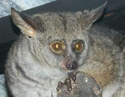 صورة Otolemur crassicaudatus kirkii (Gray 1865)