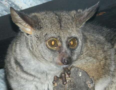 Image of Otolemur crassicaudatus kirkii (Gray 1865)