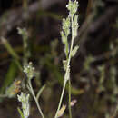 Cryptantha scoparia A. Nels.的圖片