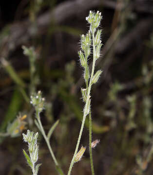 Image of Pinyon Desert cryptantha