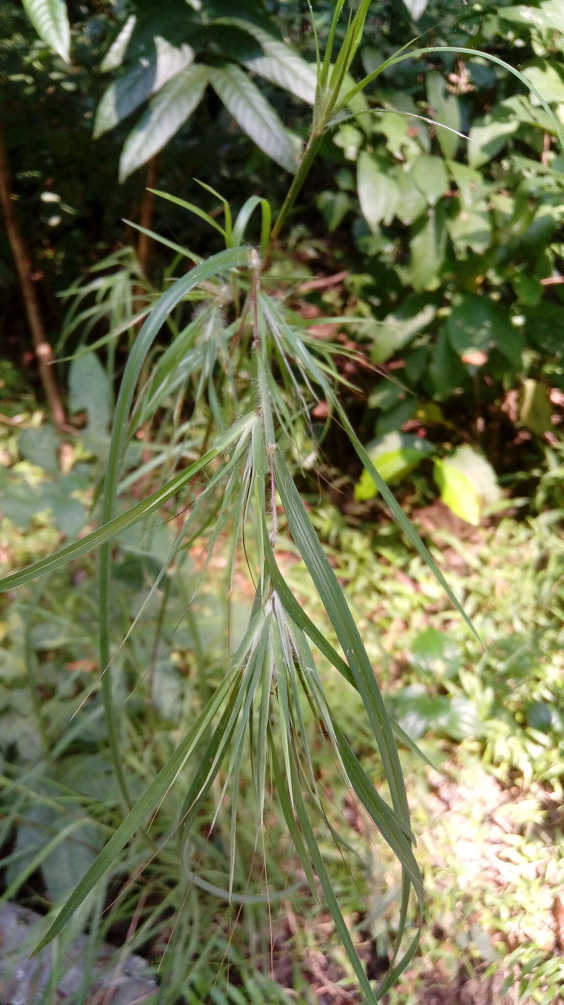 Image of Christmas grass