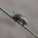 Imagem de Anthophora hololeuca Cockerell 1923