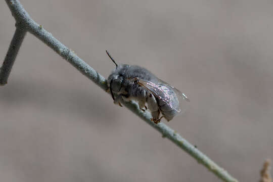 Imagem de Anthophora hololeuca Cockerell 1923