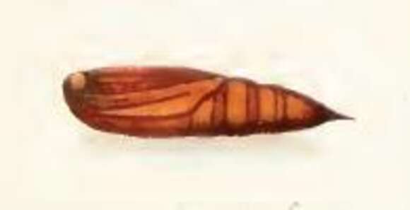 Image of Crocallis tusciaria Borkhausen 1793