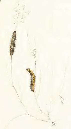 Image of Coscinia Hübner 1819