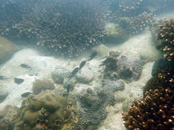 Image of Pearl-spot Chromis