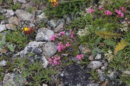 Image of Asperula cristata (Sommier & Levier) V. I. Krecz.