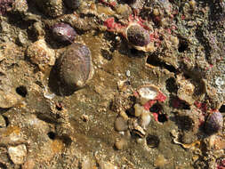 Image of pink abalone